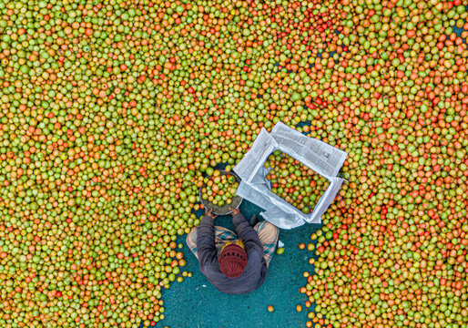 Dhunat, Bangladesh - 05 January 2023: Aerial view of wholesale tomato market with fresh and colorful produce, Chaukibari, Dhunat, Rajshahi, Bangladesh.