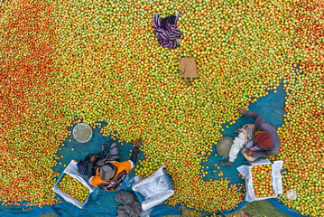 Dhunat, Bangladesh - 05 January 2023: Aerial view of a vibrant wholesale tomato market with people sorting and selling fresh produce, Chaukibari, Dhunat, Rajshahi, Bangladesh.