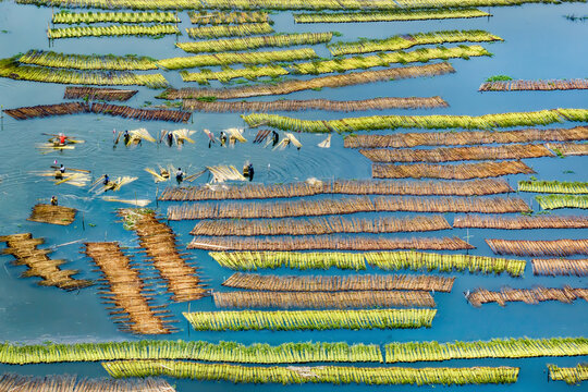 Aerial view of jute retting process in serene water with beautiful patterns, Piprul, Natore, Rajshahi, Bangladesh.