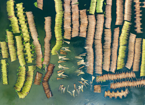 Aerial view of jute retting in beautiful marshland with intricate patterns and water, Piprul, Natore, Rajshahi, Bangladesh.