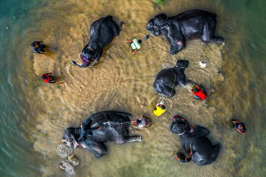 Bogura, Bangladesh - 20 August 2020: Aerial view of elephants bathing in a river with people interacting, Sekherkola, Rajshahi, Bangladesh.