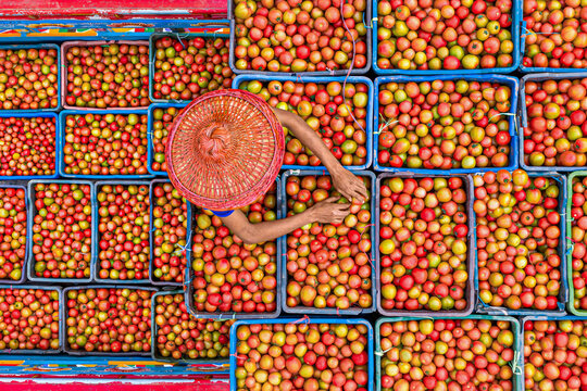 Aerial view of vibrant wholesale tomato market with workers sorting fresh produce, Chaukibari, Dhunat, Rajshahi, Bangladesh.