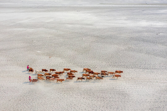 Aerial view of people crossing a clear sandbar with cattle in a beautiful dry landscape, Kanchi Para, Phulchhari, Rangpur, Bangladesh.
