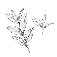 Vector hand-drawn illustration of tea sprig. Botanical sketch of branch with leaves. Plant in engraving style. 
