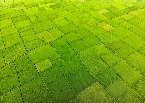 Aerial view of green paddy fields in a rural landscape, Fapore, Bogura, Rajshahi, Bangladesh.