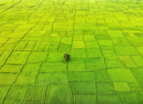 Aerial view of green paddy field with solitary tree, Urail, Kahaloo, Rajshahi, Bangladesh.