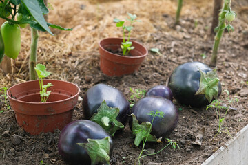Fresh eggplants resting on garden soil surrounded by potted seedlings and green plants.