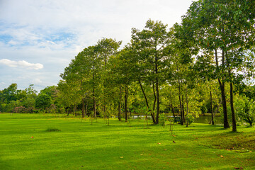 Green meadow grass with tree in city park sunny day