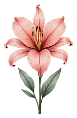 Obraz premium Elegant pink lily flower clipart artwork nature botanical design decorative illustration in vibrant colors