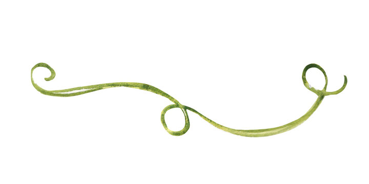 Tropical liana, branch isolated on a white background. Watercolor hand drawn illustration of exotic jungle plant from tropical forests. Design element.