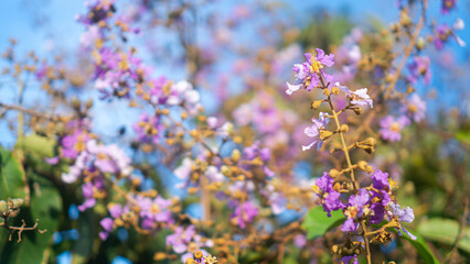 Lagerstroemia speciosa flowers. Purple and white blooms. Natural background.