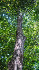 Naklejka premium Looking up at a tall tree canopy. Sunlight through green leaves. Natural forest view.