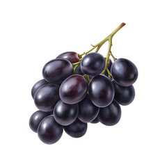 Fototapeta premium Fresh Black Grapes Bunch with Stem on Transparent Background