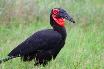 Bucorve du sud/ Calao/ bucorvus