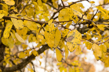 A branch of a pear tree with yellow leaves. Gray autumn day in the garden, park