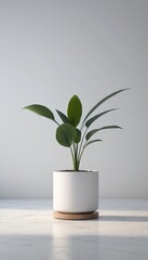 Potted Green Plant with Lush Leaves on Minimalist White Surface