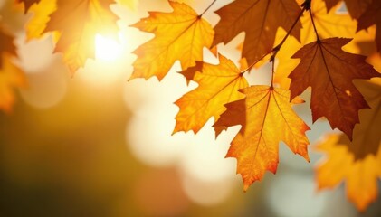 Fototapeta premium Golden oak leaves, sunlight filtering through, gold, landscape, park