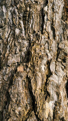 tree bark texture 4k quality 