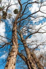 Old large trees without leaves against a background of blue sky and white clouds