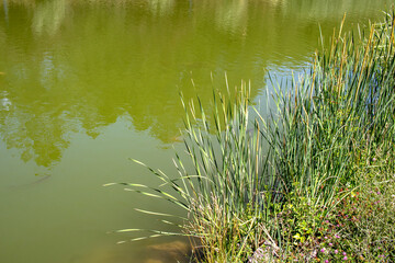 green grass in the water
