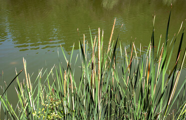 Fototapeta premium green grass in the water