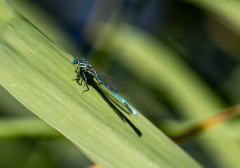 Blue helicopter beetle, (ischnura elegans) close-up.