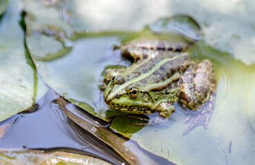 Frog standing on a lotus leaf in the lake. close up.