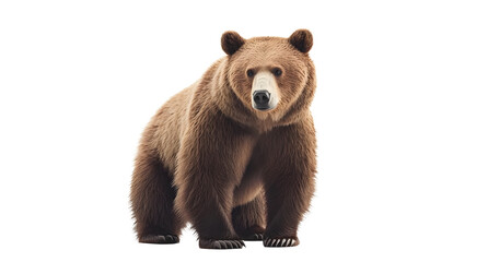 Fototapeta premium Big brown bear isolated on transparent background