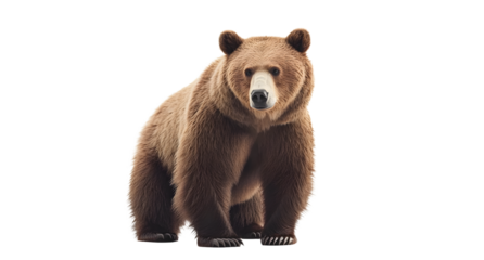 Big brown bear isolated on transparent background