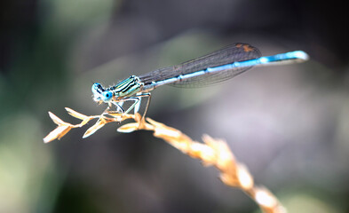 blue dragonfly on a branch