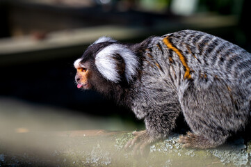 Common Marmoset Climbing on a Tree Branch