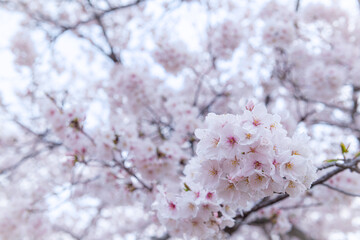 桜