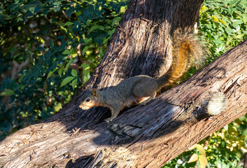 Close-up of a Texas fox squirrel feeding on seeds in a cedar tree