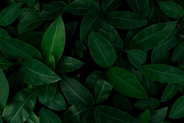 The background image that is green, the colors of the autumn leaves are perfect, suitable for seasonal use.	