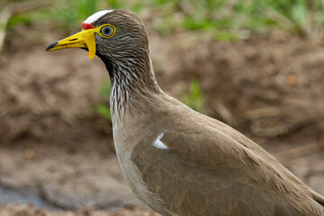 Vanneau du Senegal / Vanellus senegallus