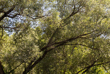 green leaves in the sky
