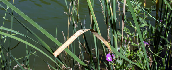 grass and water