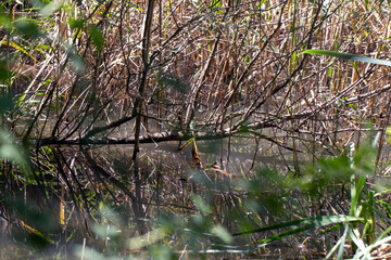 Tree image in the lake reflected in the water, close-up.