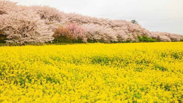 満開の菜の花と桜並木　権現堂桜堤　絶景