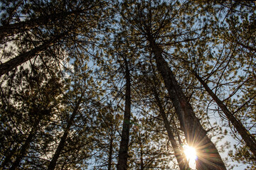 Obraz premium Pine tree, cedar tree landscape, close-up.