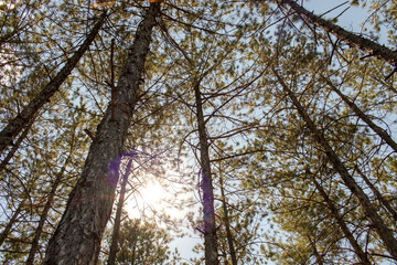 Fototapeta premium Pine tree, cedar tree landscape, close-up.