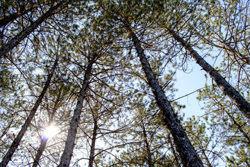 Pine tree, cedar tree landscape, close-up.