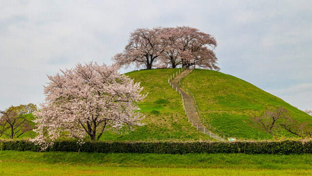 丸墓山古墳の桜　埼玉　行田