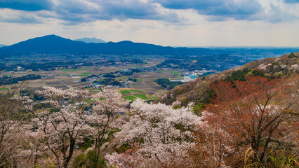 山桜と田園風景　茨城　桜川