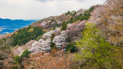 山桜の咲く山　茨城　桜川