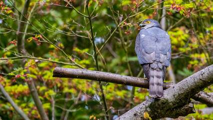 Wild Sparrowhawk Bird of Prey