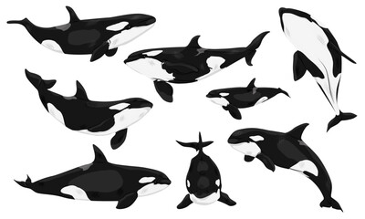 Set of killer whales Orcinus orca. Adult killer whales and their babies. Realistic vector animal