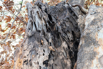 A rotten old oak tree trunk.