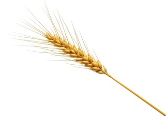 Fototapeta premium A single wheat stalk with golden seeds isolated against a stark white background in a studio shot