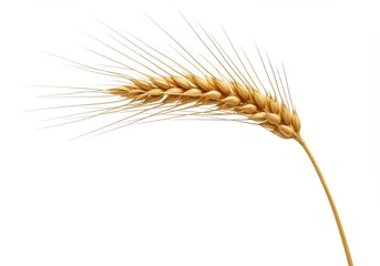 Isolated golden wheat ear on a white background showcasing its detailed texture and natural beauty perfectly